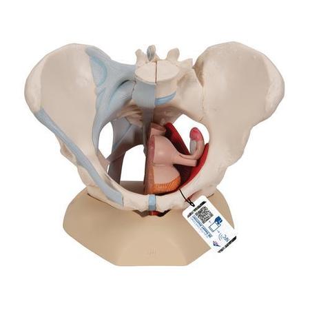 3B SCIENTIFIC Female Pelvis with Ligaments 4 part - w/ 3B Smart Anatomy 1000287